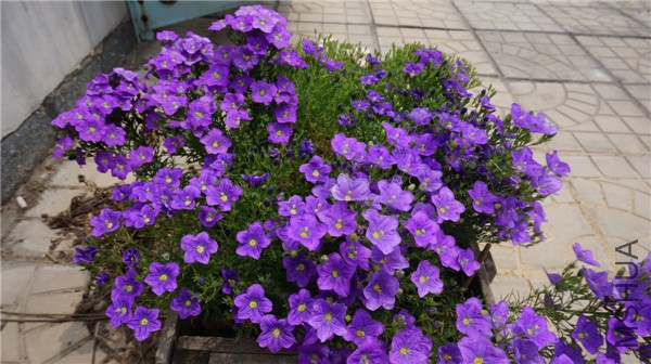 ���� DSC02919.jpg