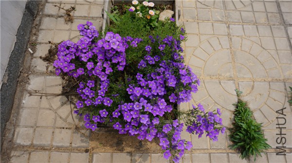 ���� DSC02920.jpg