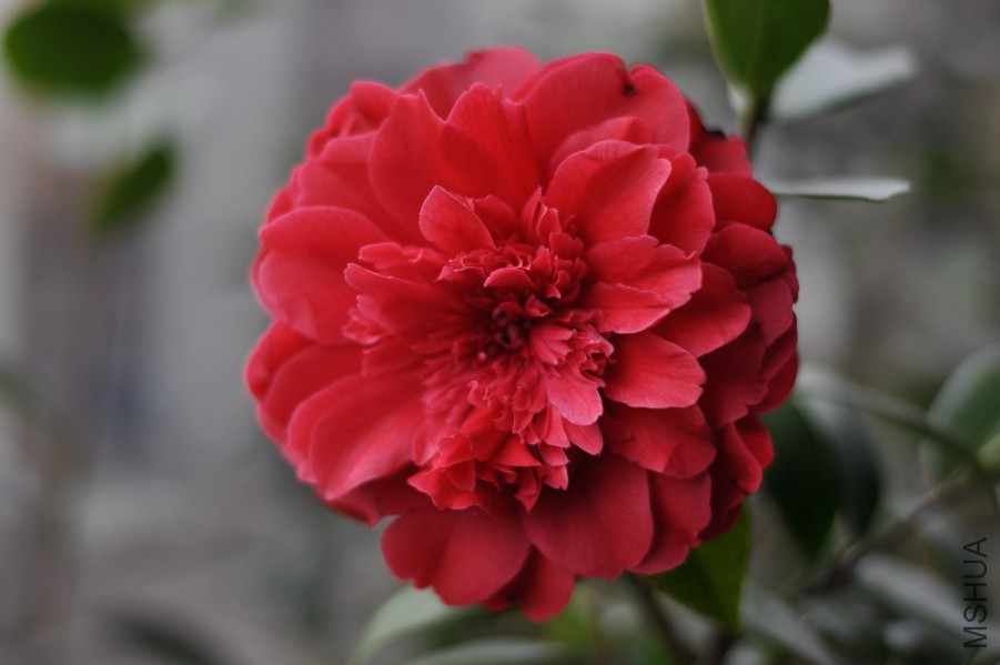 ��õ�� (1).JPG