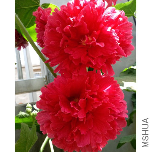 ˮ��ױ�5