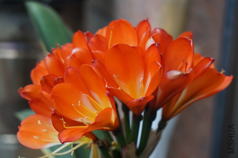 ������Ҳ�����ɡ�����