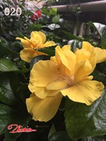 IMG_2749.jpg