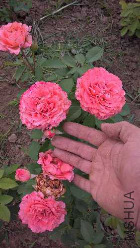 WP_20150818_09_48_30_Pro.jpg