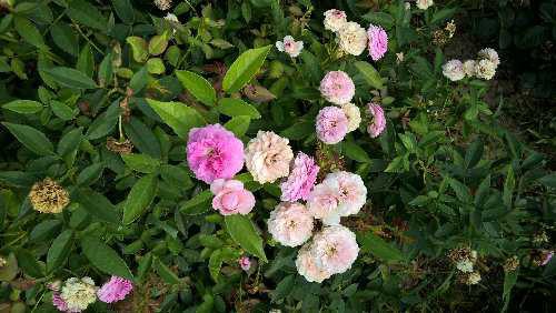 WP_20150818_09_52_08_Pro.jpg