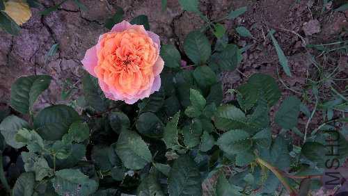 WP_20150817_18_05_53_Pro.jpg