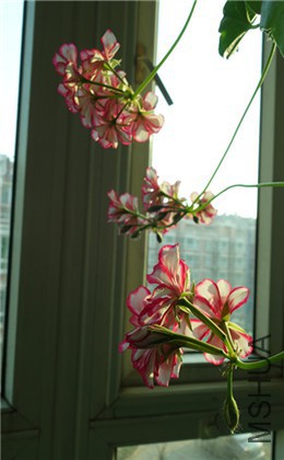 flower2015 1340_����.jpg