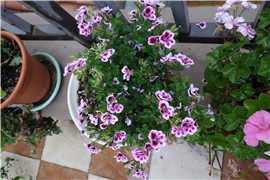 flower2015 1625_����.jpg