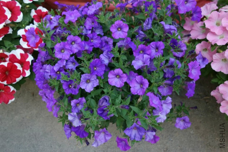 psb (28).jpg