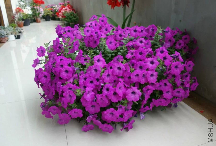 psb (11).jpg