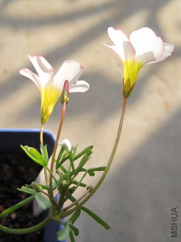 ������-Oxalis goniorhiza-6.jpg