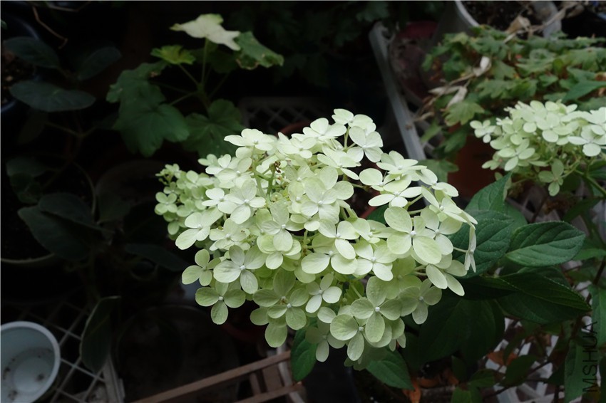 flower2015 1820_����.jpg