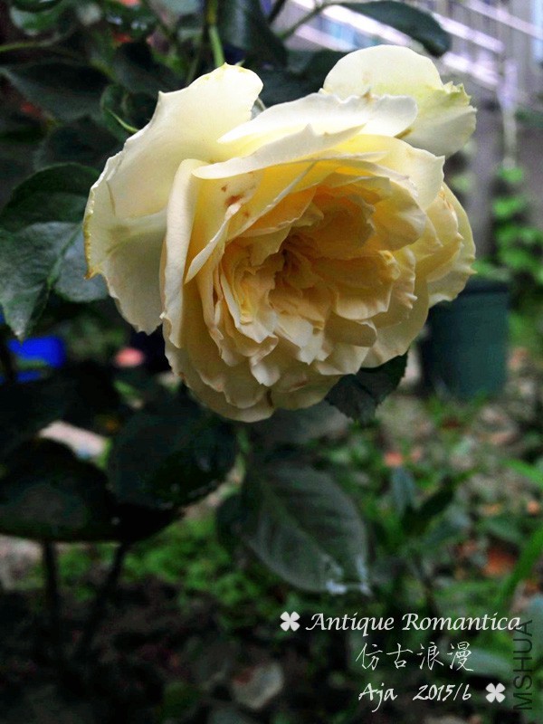 �¹�����156-1.jpg