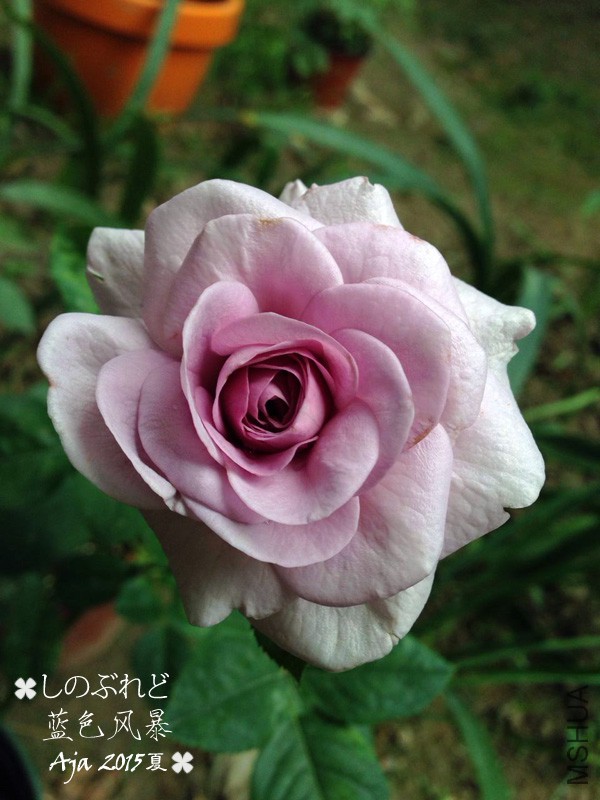 ��ɫ�籩15��-1.jpg