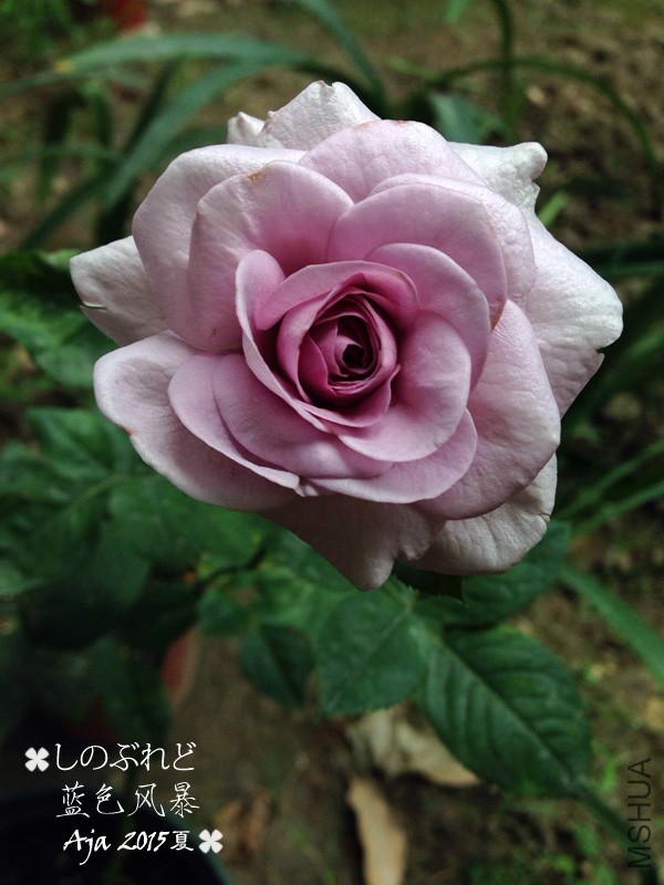 ��ɫ�籩15��-2.jpg
