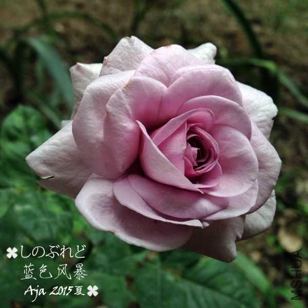 ��ɫ�籩15��-3.jpg