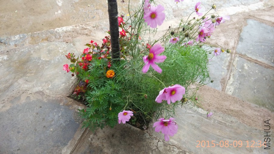 IMG_20150818_093156.jpg (175).jpg