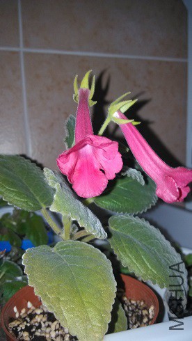 IMG_20150728_212754.jpg
