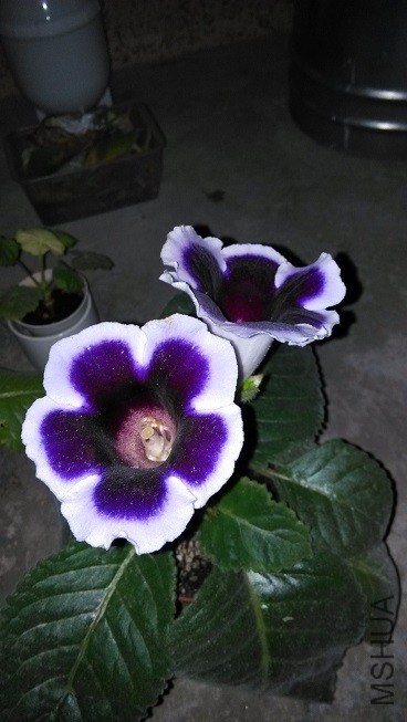 IMG_20150818_191043.jpg