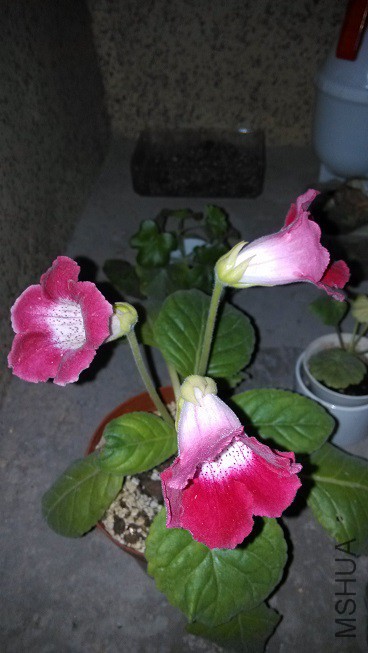 IMG_20150818_191054.jpg