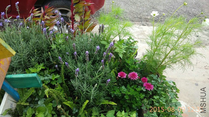 IMG_20150818_093156.jpg (178).jpg