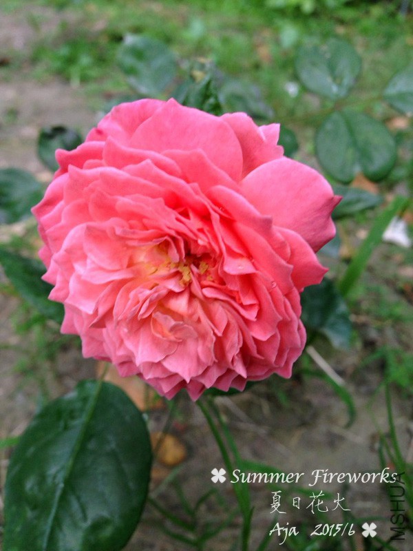 ���ջ���156-1.jpg