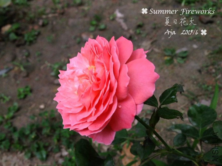 ���ջ���156-2.jpg