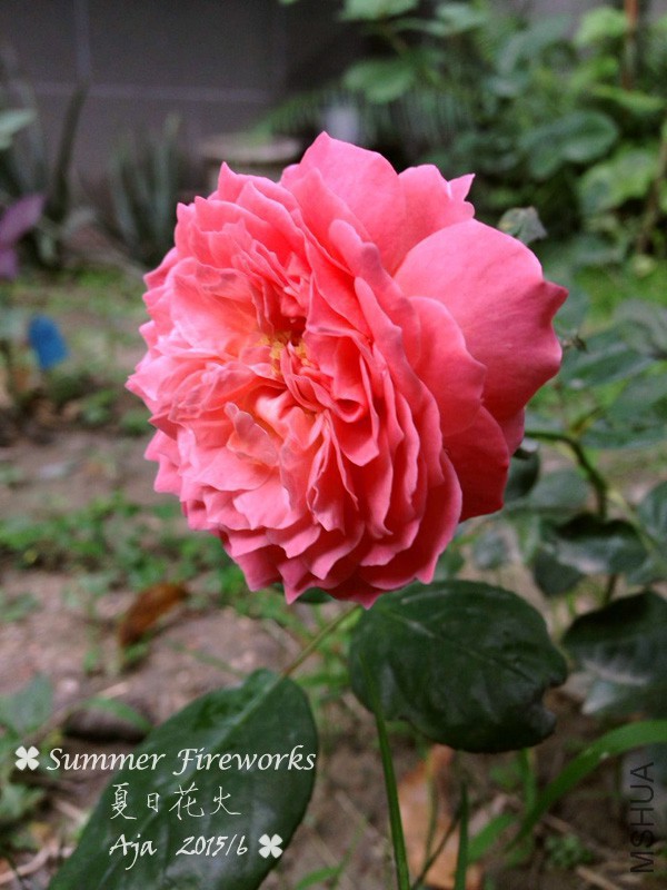 ���ջ���156-3.jpg