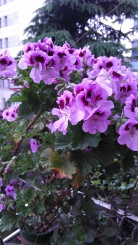 IMG_20150504_184135.jpg