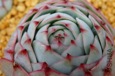 psb (5)_����_����.jpg