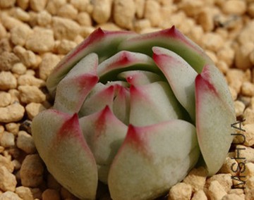 psb (6)_����_����.jpg