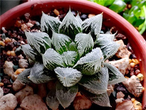 psb (1)_����.jpg