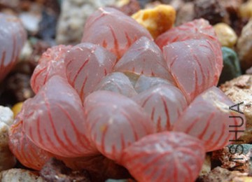 psb (2)_����_����.jpg