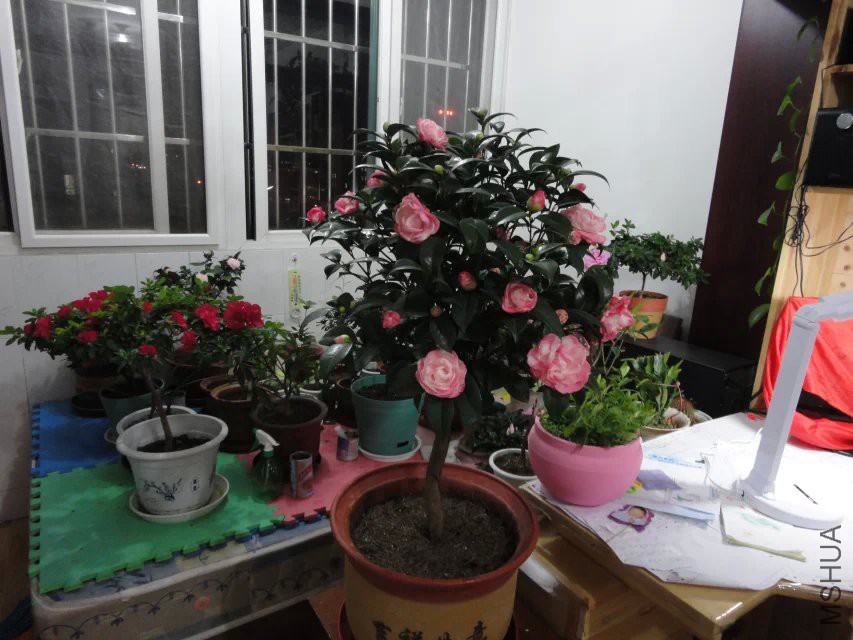 ��ʯ������