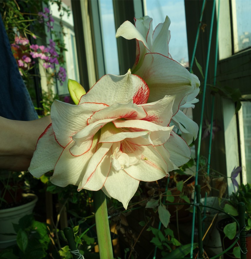 flower2015 1304_����.jpg