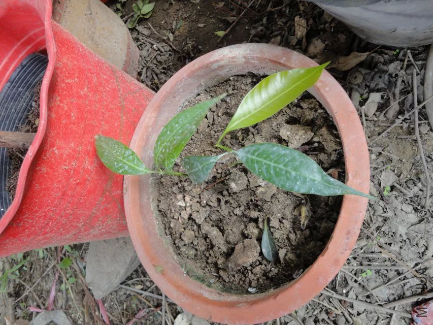 һ��â�����ӳ���������С��