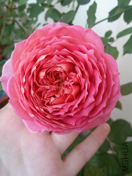 IMG20150421082905.jpg