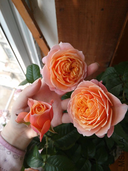 IMG20150509093955.jpg