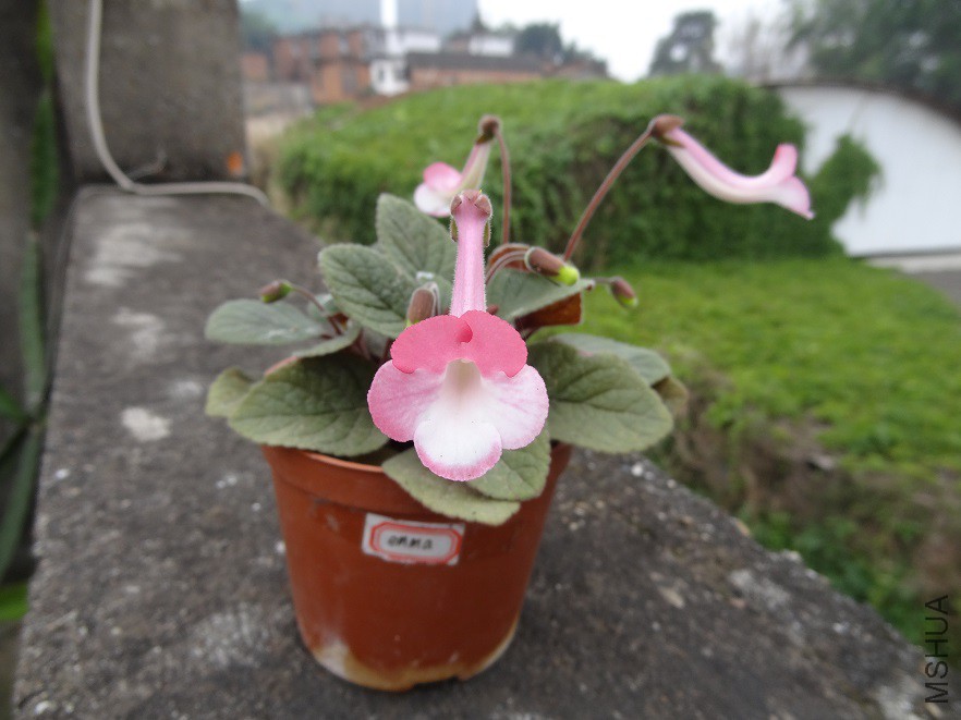 DSC05786.JPG