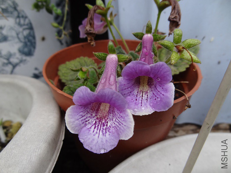 DSC05905.JPG