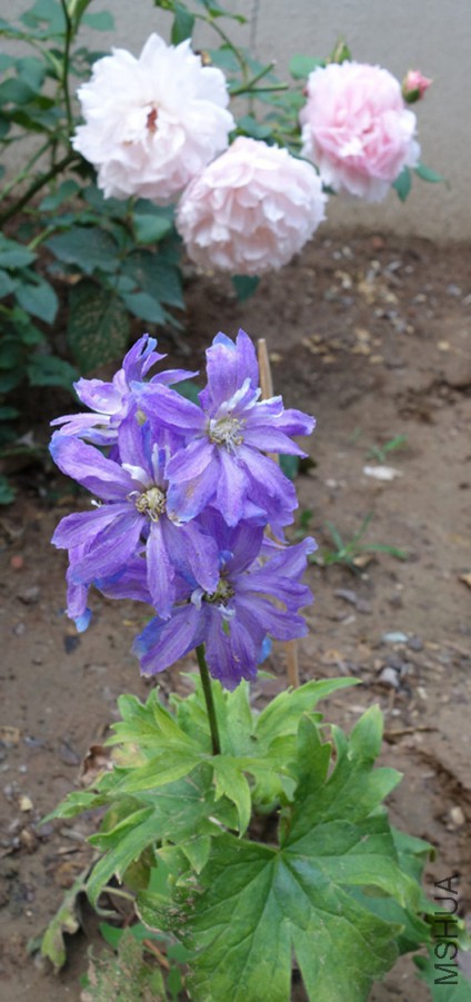 flower2015 1738_����.jpg