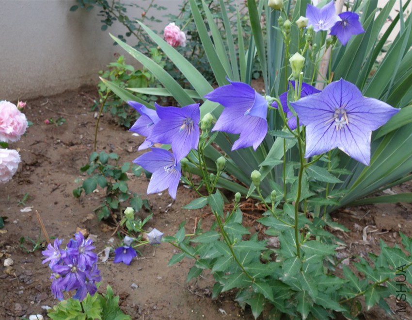 flower2015 1739_����.jpg