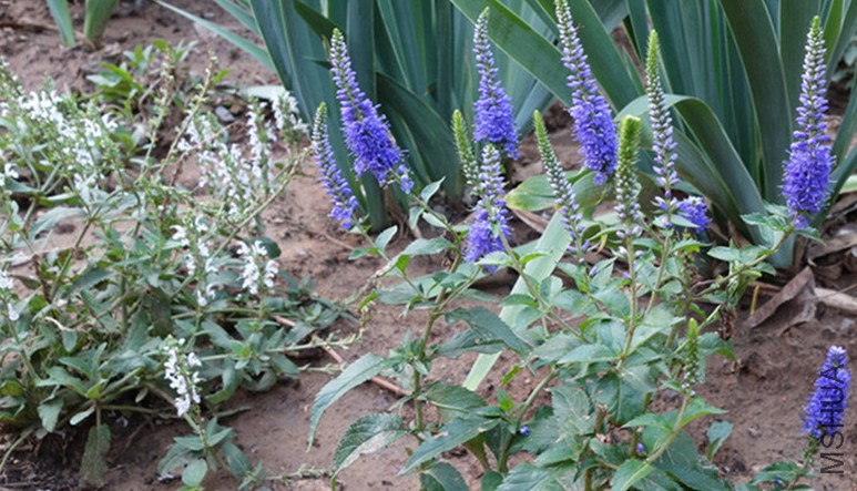 flower2015 1758_����.jpg