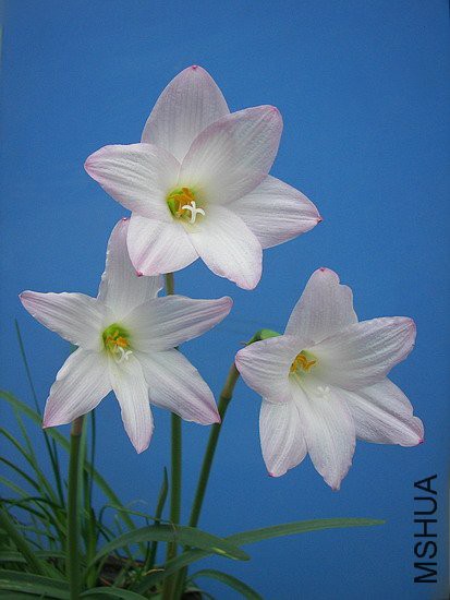 ���껨H. robustus.jpg