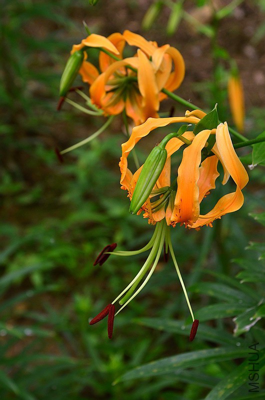 �ٺϿƺ����ٺ�. (7).jpg