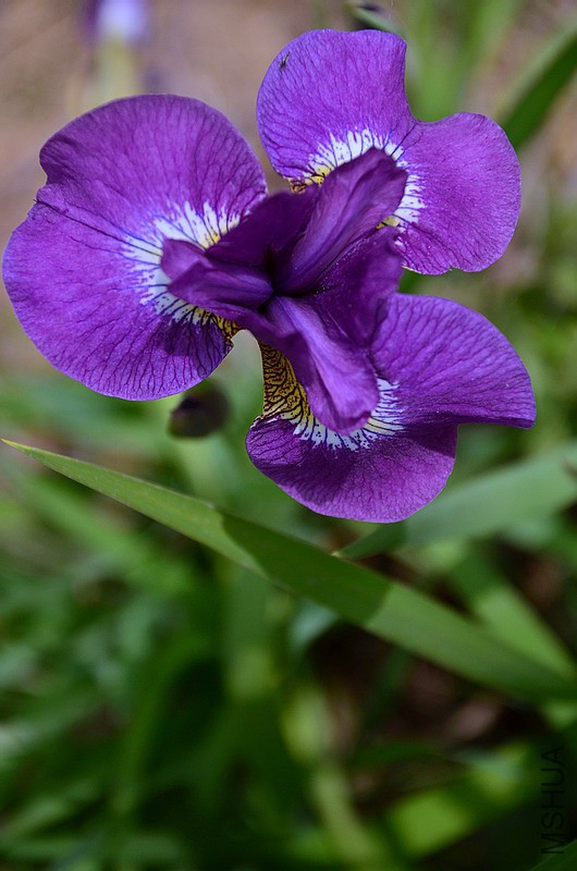 ���������β. (1).jpg