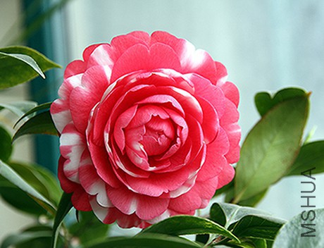 ʢ���Ļ�����