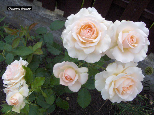 7390d6768f269476med.jpg