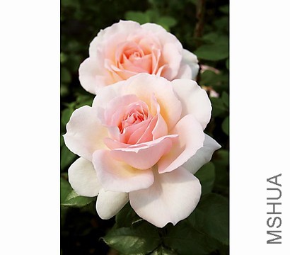7803588_WE_DE_001_EdelroseChandosBeautyHarknessCremeApricot.jpg