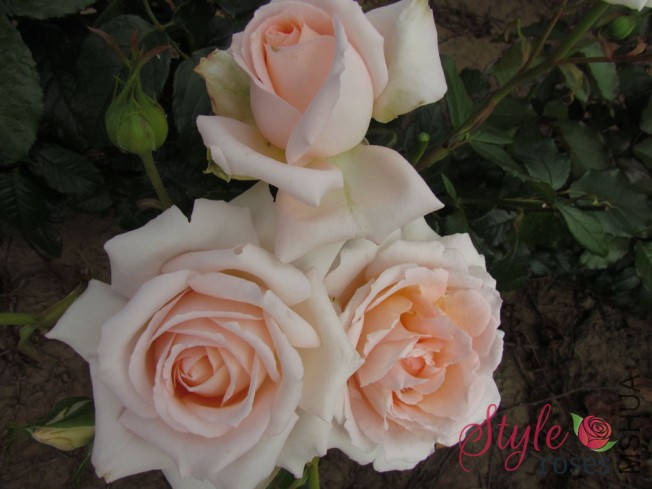 Chandos_Beauty_14_2.jpg