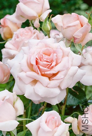product_5398_1.jpg